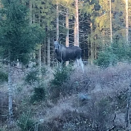 Saevekulla 208 